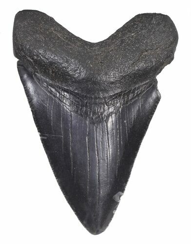Fossil Megalodon Tooth - Georgia #65720